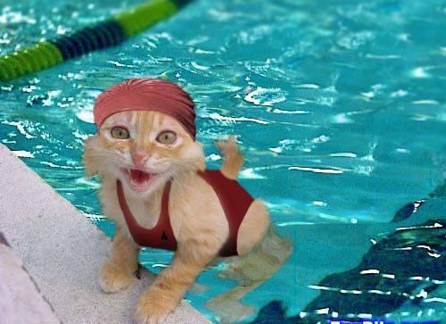 Résultat d’images pour un chat en maillot de bain